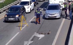 Cảnh sát giao thông chặn cả tuyến đường để... mẹ con vịt đi qua