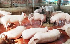 Giá thịt lợn hôm nay 27/4/2020: Bất ngờ "hạ nhiệt" sau chuỗi tăng phi mã