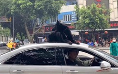 Video: Tài xế chơi ngông, để chó nằm trên nóc xe dạo phố