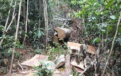 Khởi tố nguyên Giám đốc Sở Nông nghiệp & Phát triển nông thôn Lâm Đồng