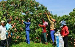 Vải tươi lần đầu xuất khẩu sang Nhật có thể bị "đứt gánh"