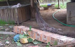 Hy hữu: Nghỉ trưa trên võng, thanh niên bị cột đổ đè tử vong