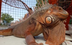 Video: Cận cảnh rồng Nam Mỹ "khủng" hút người xem ở Bạc Liêu