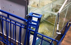 Truy nã đối tượng đâm thuyền vào nhà hàng nổi ở Quy Nhơn