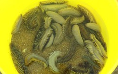 Sâu biển xuất hiện nhiều ở Vũng Tàu có bất thường?