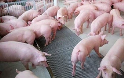 Giá thịt lợn hôm nay 21/5: Miền Trung tăng "sốc" lập đỉnh mới