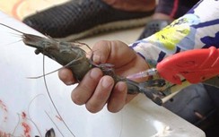 Phạt 60 triệu chủ cơ sở bơm tạp chất vào tôm