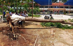 Lại một cây phượng bật gốc trong sân trường tiểu học ở Bình Dương