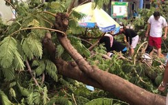 TP.HCM yêu cầu các trường cắt tỉa cây xanh sau vụ học sinh tử vong