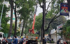 Phó giám đốc Sở Xây dựng: Máy siêu âm cây xanh chưa hiệu quả