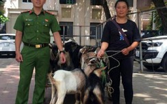 Mạo danh chủ nhà hàng lừa đảo, lấy tiền trả lãi suất ngân hàng