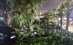 TP.HCM: Mưa lớn gió mạnh quật ngã cây xanh đè trúng ô tô, xe máy