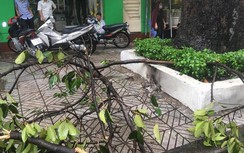 Nhánh cây xanh đổ sau mưa lớn, đè trúng 2 người ở TP.HCM