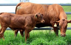 Mỹ thử nghiệm thuốc chống Covid-19 từ máu bò biến đổi gen