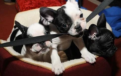 Canada điều tra vụ 38 con chó Bulldog chết trên máy bay từ Ukraine