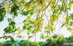 Ngắm muồng hoàng yến “nhuộm vàng” phố phường Hà Nội