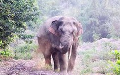 Voi rừng liên tiếp "về thăm" khu dân cư ở Đồng Nai