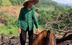 Bắc Kạn: Lập khống hồ sơ, cấp đất của dân cho lâm trường?