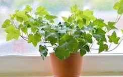 Thường xuân giải độc, tiêu sưng