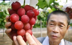 Một chùm nho nặng chưa đầy 1 kg được bán với giá 276 triệu VNĐ tại Nhật Bản
