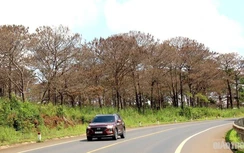 Cả rừng thông ven quốc lộ 14 bị đầu độc: Vì sao khó bắt nghi phạm?