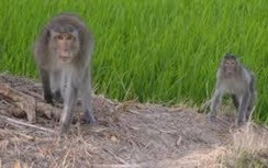 Chấm dứt dự án du lịch kết hợp nuôi động vật hoang dã ở Cà Mau