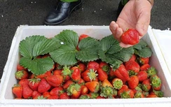 Đáng sợ dâu tây phơi nắng cả ngày vẫn tươi rói