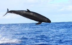 Trung Quốc nói đã phát hiện 11 loài cá voi ở Biển Đông