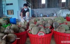 Bất ngờ thu thuế sầu riêng, người dân bức xúc, cục thuế nói đúng quy định