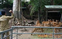 Vắng khách, mỗi tháng vẫn phải chi 5-6 tỉ, Thảo Cầm Viên cầu cứu