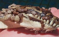 "Virus tử thần" mới xuất hiện ở Trung Quốc có nguy hiểm và lây lan mạnh?