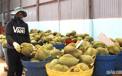 Lùm xùm thu thuế mua bán sầu riêng: Cục Thuế tỉnh Đắk Lắk nói gì?