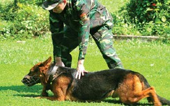 Kết quả tạm thời của Việt Nam trong các cuộc đua tài nhà binh ARMY 2020