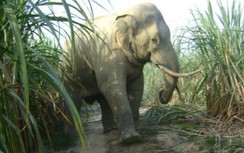 Voi rừng ở Đồng Nai sinh "em bé" mới