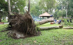Cây cổ thụ bỗng dưng bật gốc trong Công viên Tao Đàn