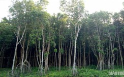 Khẩn trương làm rõ vụ chống người thi hành công vụ tại VQG Mũi Cà Mau