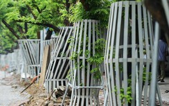 Vì sao hàng sưa đường Nguyễn Văn Huyên vừa “mặc giáp sắt”, vừa truyền dịch?