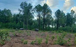 Không tìm thấy đàn trâu hoang tấn công người, phá rừng trồng ở Quảng Trị