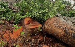 Vụ chặt 1 cây xà cừ bị phạt 20 triệu: Chủ tịch huyện ở Cà Mau sắp hầu tòa