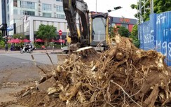 Lấy mẫu xét nghiệm nguyên nhân 4 cây xanh bỗng dưng "chết cháy" ở Hải Phòng
