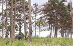 Kỷ luật Phó giám đốc và 2 cán bộ Sở TN&MT Lâm Đồng