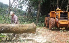 Hối hả cưa cắt cao su bàn giao mặt bằng sân bay Long Thành