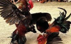 Người đàn ông bị bắt vì nhận 1 tỷ đồng để chạy án cho chủ trường gà