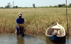 Cảnh báo tái diễn hạn hán, xâm nhập mặn gay gắt ở ĐBSCL