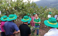 Những "đại sứ" của PVFCCo