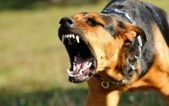 Bị chó cắn, thiếu niên 17 tuổi tử vong sau 5 ngày