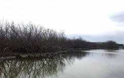 Cận cảnh rừng ngập mặn chết khô cạnh "núi rác thải" của nhà máy phân bón