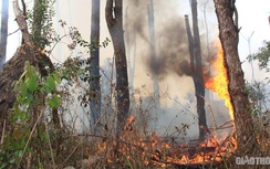 Đắk Nông: Rừng thông bị "đầu độc", yêu cầu kiểm điểm nhiều tổ chức, cá nhân