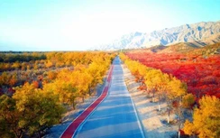 Chùm ảnh: Mùa Thu vàng rực ở Thạch Chủy Sơn, Trung Quốc