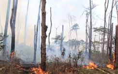 Vì sao chưa bắt được đối tượng đầu độc, bức tử rừng thông dọc QL28?